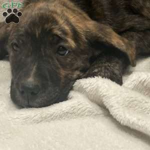 Mimi, Golden Retriever Mix Puppy